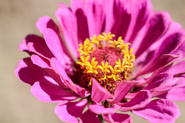 Zinnia, a beautiful flower in the garden