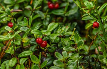 Red cowberries with leaves in forest in winter. Nature background. Ripe red lingonberry, or cowberry grows in pine forest with moss background.