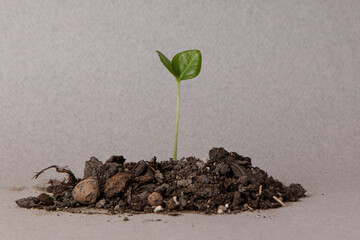 Green sprout growing out from soil in the morning light
