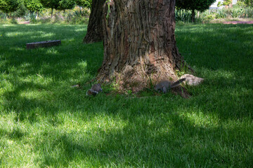 Squirrel 