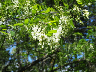 Blooming acacia tree with white flowers and blue sky in the sunny spring