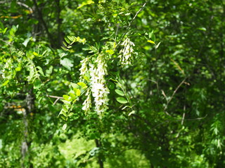 Blooming acacia tree with white flowers and blue sky in the sunny spring