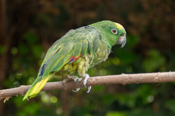 green winged macaw