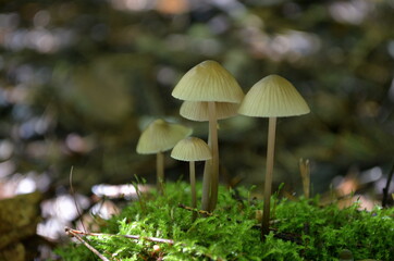 mushrooms in the forest