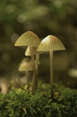 mushrooms in the forest