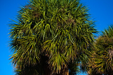 Sabal palmetto tall vibrant green tropical palm tree plant leaves hanging and growing in Miami Beach south Florida outdoor garden park with clear blue sky
