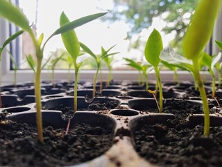 seedling in the ground