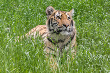 Augen des Tigers