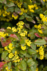 Yellow flowers on a flowerbed in a garden