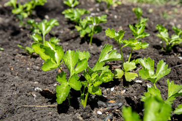 Young celery in the garden