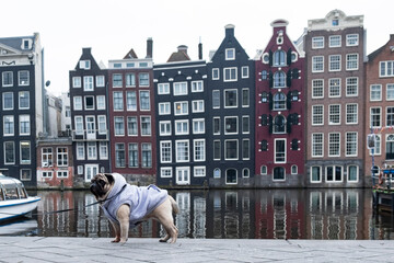 A stylish pug in a warm blouse walks along the canal embankment in Amsterdam in inclement weather,...