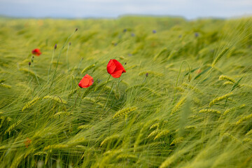 Field of red poppies on wild field. Soft light. Some red flowers on green grass. Soft focus blur. Mountains with storm clouds on background.