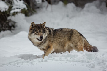 Hunting wolf in the snow
