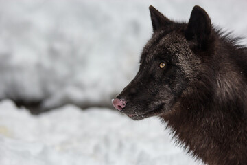 black wolf in the snow