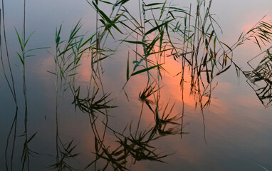 reeds reflected in water sundown