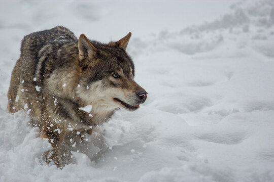 Hunting wolf in the snow
