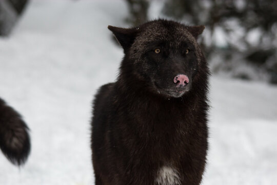 black wolf in the snow