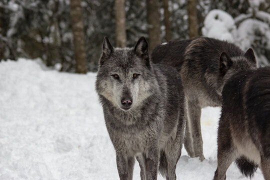 wolf in winter