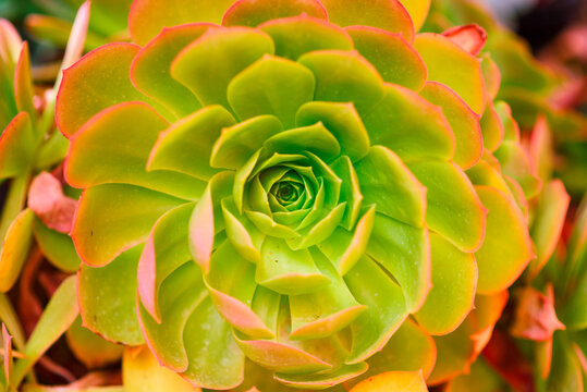 Succulents or cactus in a garden. Echeveria, a stone rose. Horisontal photo. Close up image of succulent. Top view.