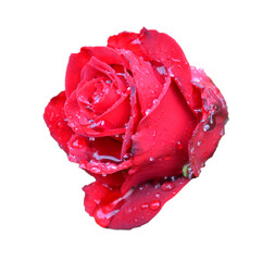 red rose isolated with water drops