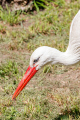 White stork (Weißstorch, Ciconia ciconia, Klapperstorch)