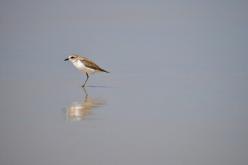 plover on the beach