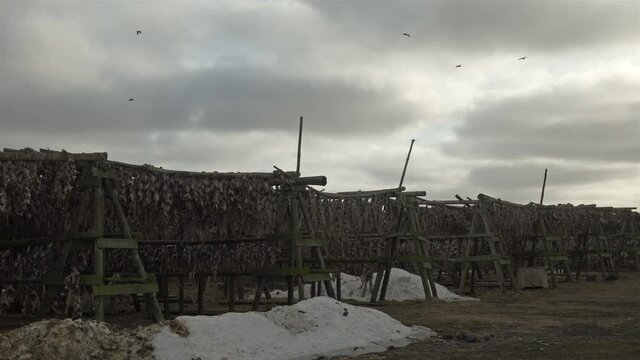 Birds flying over racks of drying fish Iceland