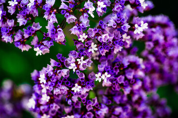 Fototapeta na wymiar Small Purple Flowers