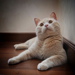 A cute peach-colored plush cat with amber eyes lies on the floor and looks at the camera.