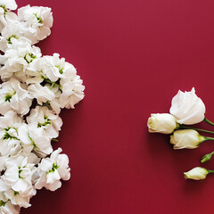 White different flowers are on a dark red background. The basis for the invitation. Product background. Place for the text. Beauty concept. View from above.