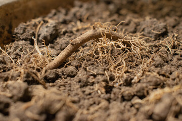 lizard on the ground