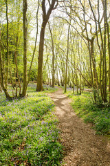 walkway in the woods