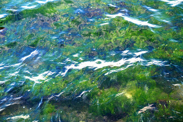 green algae in clear sea water close up