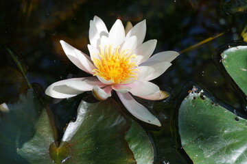 Seerose © Mark
