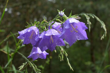 Campanula flowers after the rain