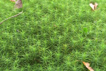 The peat dust pattern in the forest