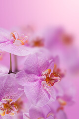 Purple orchid flowers with flying petal on a pink gradient background. Beautiful wallpaper