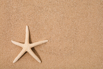Fototapeta na wymiar Natural dry star fish on sand with copy space. Flat lay. Top view. Summer time vacation background