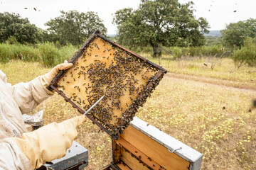 Rural and natural beekeeper, working to collect honey from hives with honey bees. Beekeeping concept, self-consumption,