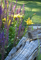 Purple salvia and yellow Asian lilies by a split rail fence in the garden