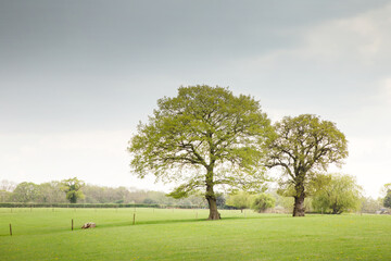 beautfull tree in the countryside of england