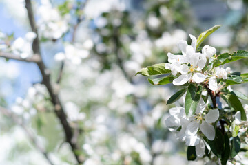 pretty white apple tree flowers in spring