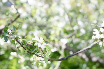 white flowers of apple tree with space for copy text