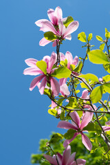 pink magnolia tree blossoms against blue sky