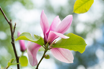 pink magnolia flower in closeup