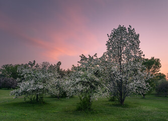 Fototapeta na wymiar white apple blossom in spring