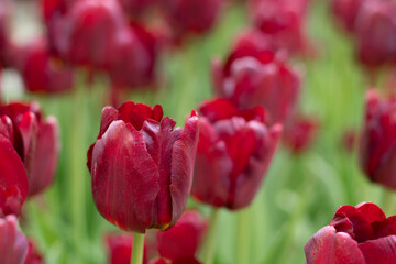 Obraz premium deep red tulips in the garden