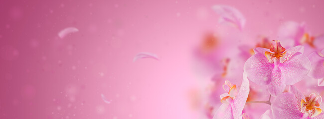 Purple orchid flowers with flying petal on a pink gradient background. Beautiful wallpaper