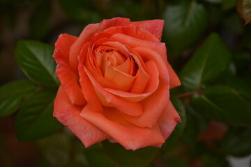 rosa no roja