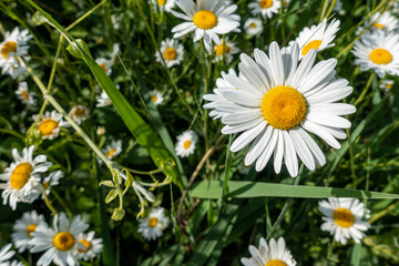 A group of daisies